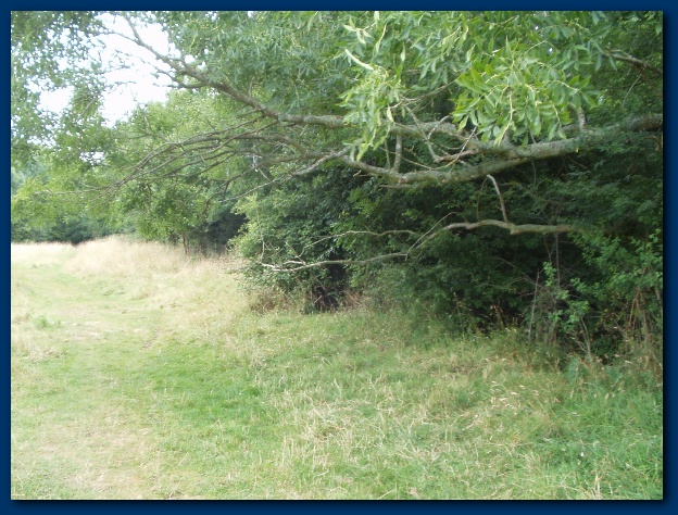 600x449 pixels (174K)